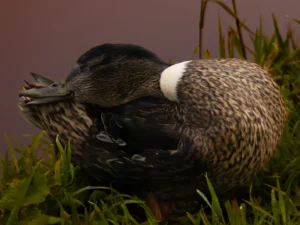 Adorable duck