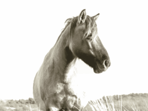 Black and white Konik Horse