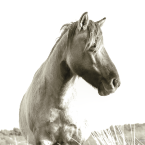Black and white Konik Horse