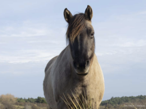 Sweet Konik Horse in colour