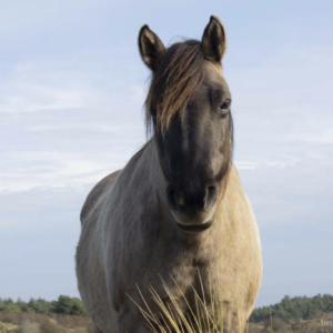 Sweet Konik Horse in colour