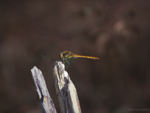 Dragonfly print