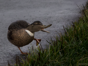 Dancing Duck