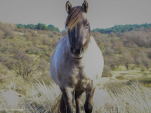 Konik Horse