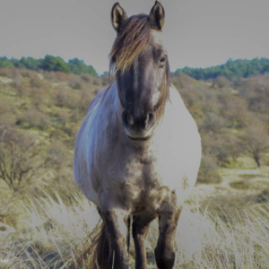 Konik Horse Collection