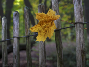 Yellow Leaf on a Fence