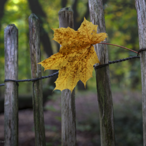Yellow Leaf on a Fence