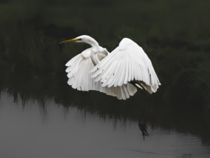 White Heron print