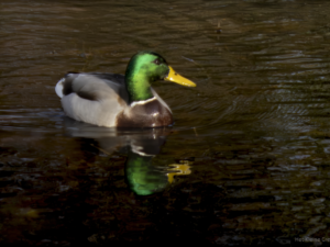 Male Duck