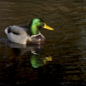 Male Duck
