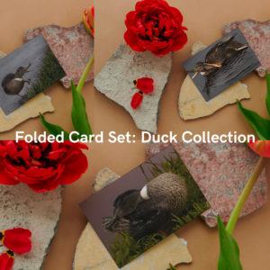 Folded Card Set: Duck Collection