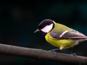 Tit