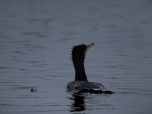 Cormorant with out of bed look