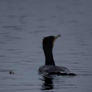 Cormorants