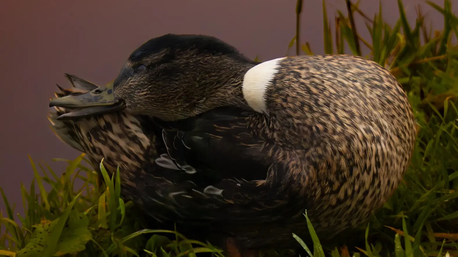 Adorable duck
