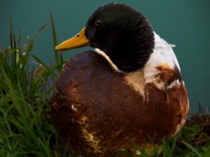 Male Duck Zaanse Schans