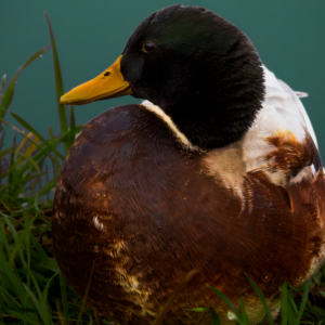 Male Duck Zaanse Schans
