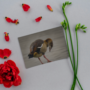 Folded Card: Egyptian goose