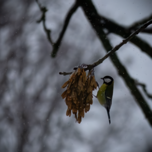 A great tit searching for food