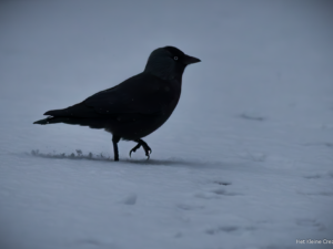 Jackdaw