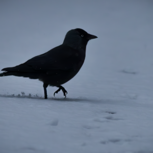 Jackdaw