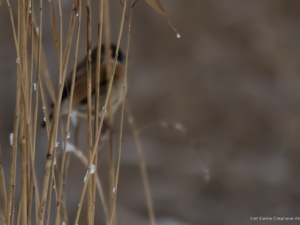 Stonechat Among the Reeds