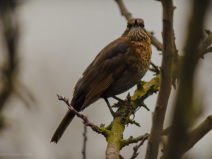 Blackbird