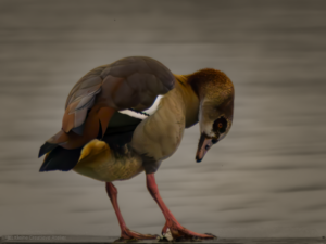 Egyptian goose