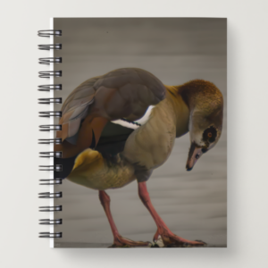 Notebook: Egyptian goose