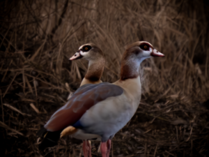 Egyptian geese