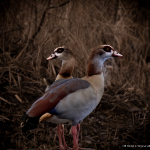 Egyptian geese