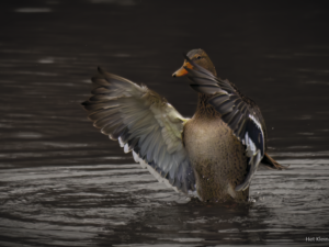 Female Duck