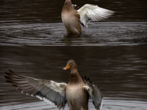 She Who Spreads Her Wings – Triptych