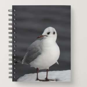Notebook: Gull