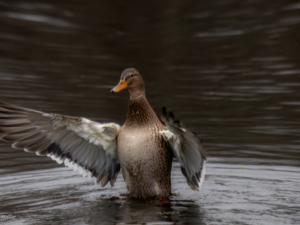 Female Duck with outspread wings