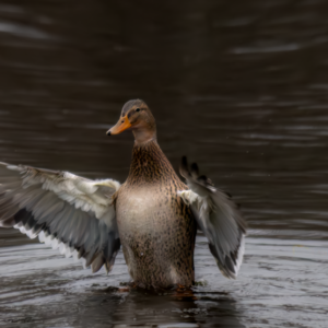 Female Duck with outspread wings