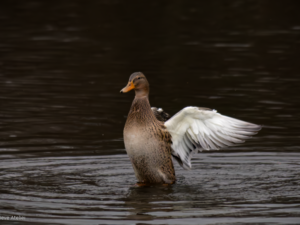 Female Duck moves