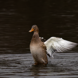 Female Duck moves
