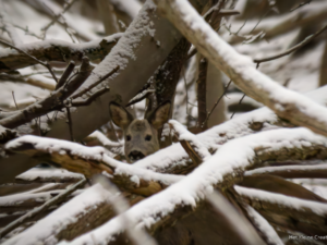Male Roe Deer between the branches