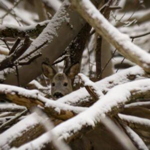 Male Roe Deer between the branches
