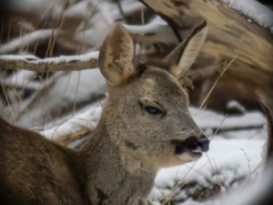 Female Roe Deer Close Up
