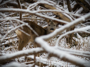Female Roe Deer between the branches