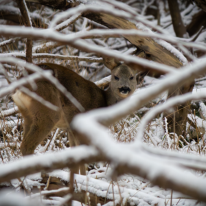 Female Roe Deer between the branches