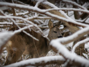 Female Roe Deer