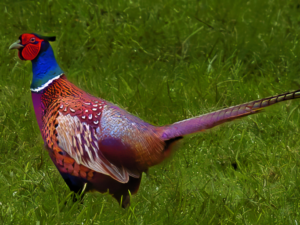 Pheasant