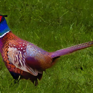 Pheasant