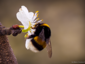 Bumblebee