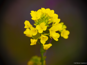 Yellow Flower