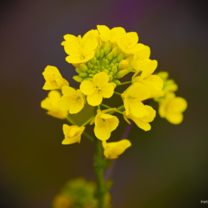 Yellow Flower