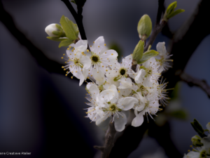 Flower in bloom
